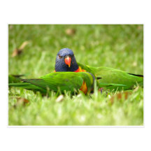 Rainbow Lorikeet Feed Time Postcards
