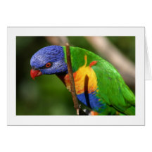 Rainbow Lorikeet Greeting Cards