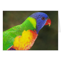 Rainbow Lorikeet Greeting Cards