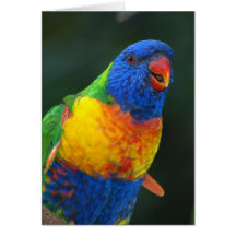 Rainbow Lorikeet Greeting Cards