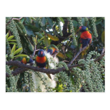 rainbow lorikeet parrots feeding post card