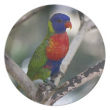 Rainbow Lorikeet Plate
