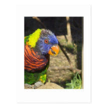 Rainbow Lorikeet Post Cards