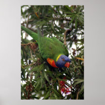 Rainbow Lorikeet Poster
