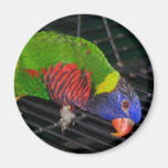 rainbow lorikeet refrigerator magnets