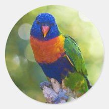 Rainbow Lorikeet Round Stickers