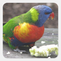 Rainbow Lorikeet Stickers