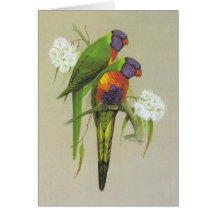 Rainbow Lorikeet - Trichoglossus haematodus Cards