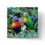 Rainbow Lorikeets