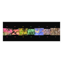 Rainbow of Nature Photo Collage
