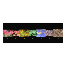 Rainbow of Nature Photo Collage