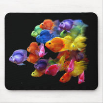 Rainbow of Parrotfish