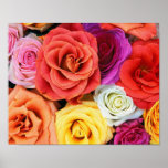 Rainbow of Roses Poster