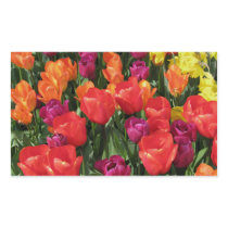 Rainbow Of Tulips Sticker