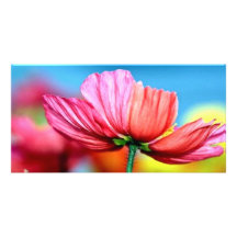 rainbow poppy photo greeting card