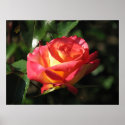 Rainbow Sorbet Floribunda Rose 136 posters