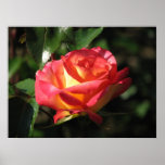 Rainbow Sorbet Floribunda Rose 136 posters