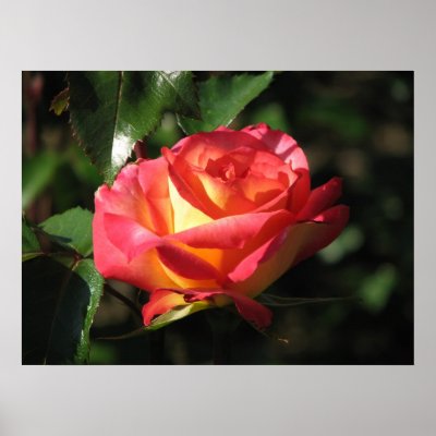 Rainbow Sorbet Floribunda Rose 136 Posters by MobyD46