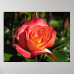 Rainbow Sorbet Floribunda Rose 139 posters