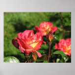 Rainbow Sorbet Floribunda Rose 140 posters