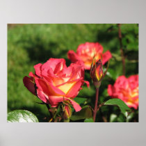 Rainbow Sorbet Floribunda Rose 140 Print