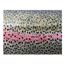 Rainbow Trout by PatternWear© Postcards