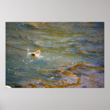 Rainbow Trout (Jumping) Posters