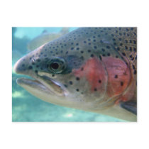 Rainbow Trout Post Cards
