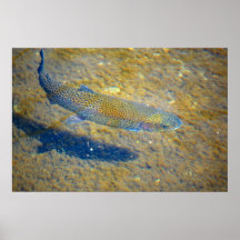 Rainbow Trout Posters