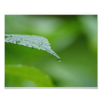 Raindrop Leaf 10x8 Photographic Print