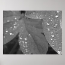 Raindrops1 Poster