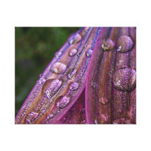 Raindrops.. Canvas Prints
