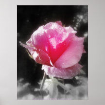 raindrops on a pink rose posters