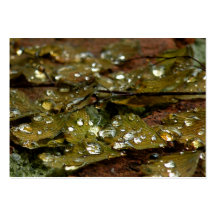 Raindrops on Fern ATC Photo Card Business Cards