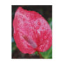 Raindrops on Flowers Post Card