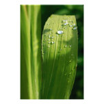Raindrops on green leaf art photo
