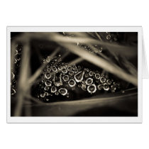 raindrops on web cards