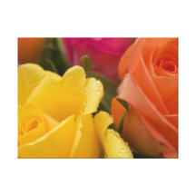 Raindrops on Yellow Orange and Pink Roses Stretched Canvas Print