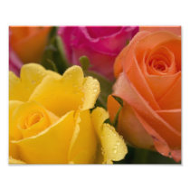 Raindrops on Yellow Orange and Pink Roses Photograph