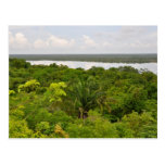 Rainforest Background Postcard