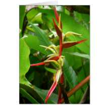 Rainforest Tropicals Greeting Card
