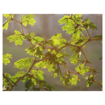 Raintree Branches Bonsai Photo Flyer Design