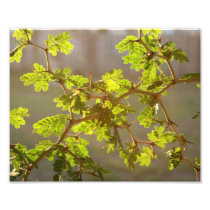 Raintree Branches Bonsai Photo