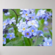 Rainy Day Forget Me Nots Posters