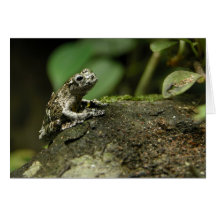 Rainy Frog Card