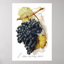 Raisins de cuve de CA de Mignon de Bosqui Affiche