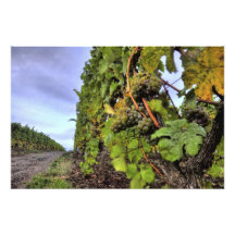 raisins sur une vigne photographie d’art