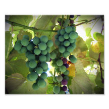 Raisins verts et pourpres sur la copie de vignoble photographie