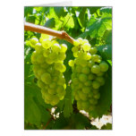 Raisins verts sur la vigne carte