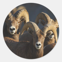 RAM AUTOCOLLANT ROND